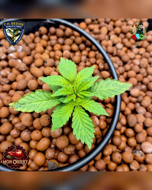 Mon Cherry ( DWC ). Week 3 - Week 3 
Day 6