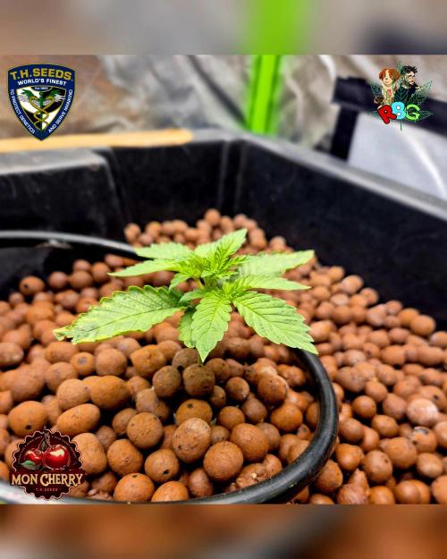 Mon Cherry ( DWC ). Week 3 - Week 3 
Day 6