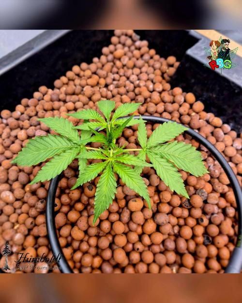 SundogZ (DWC). Week 3 - Week 3 
Day 7