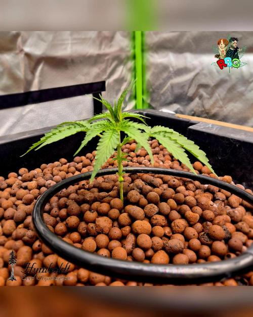 SundogZ (DWC). Week 3 - Week 3 
Day 7