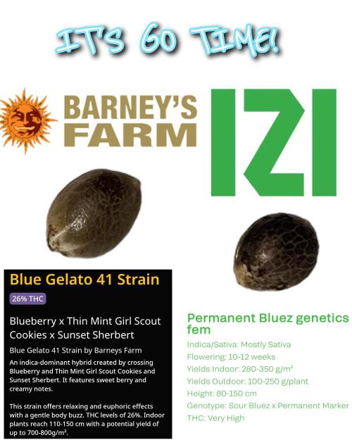 ( IZI Comp )Permanent Bluez RDWC. Week 0