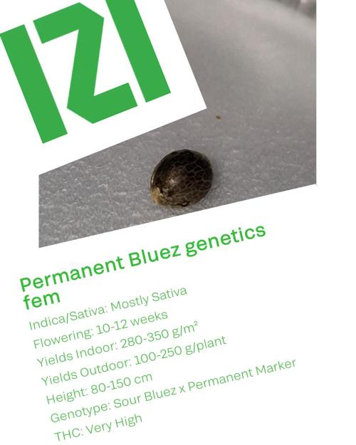 ( IZI Comp )Permanent Bluez RDWC. Week 0