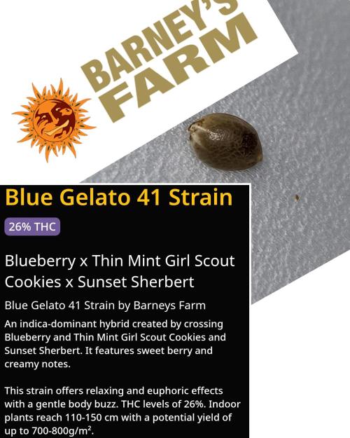 Blue gelato 41. Week 0