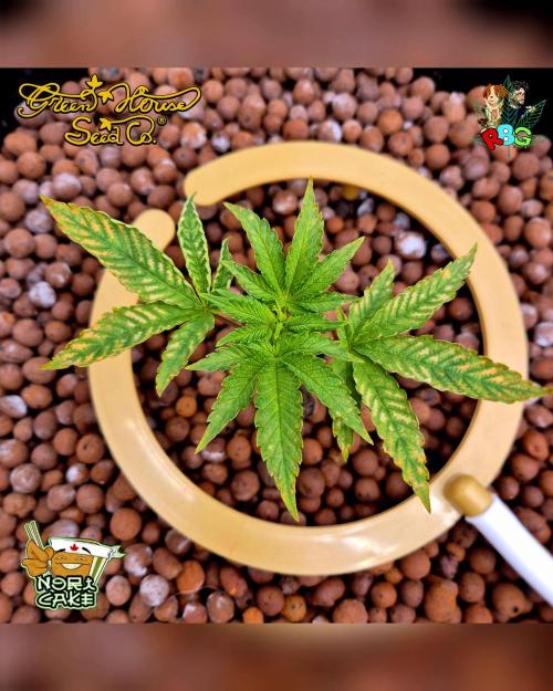 Nori cake ( RDWC ). Week 4 - Week 4 
Day 4 