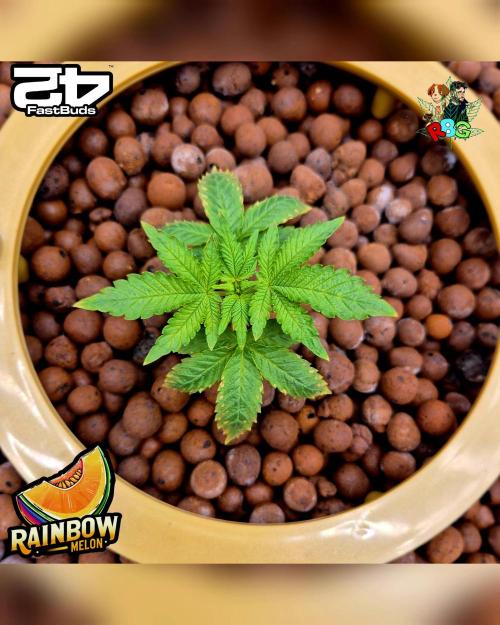 Rainbow Melon ( RDWC ). Week 4 - Week 4 
Day 4
