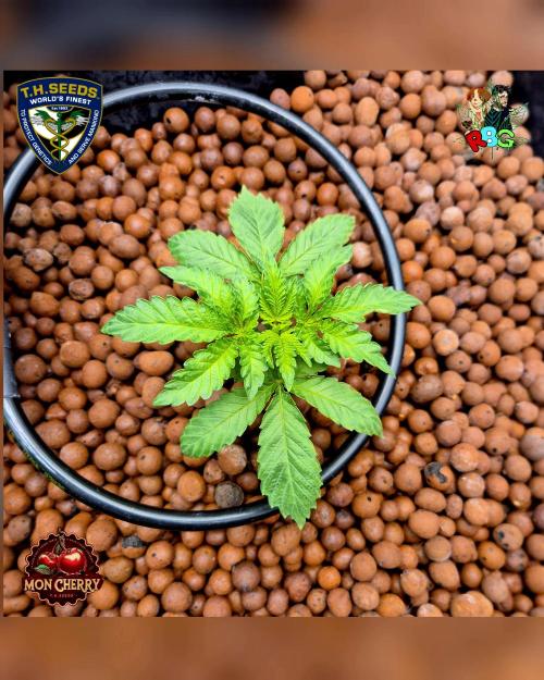 Mon Cherry ( DWC ). Week 4 - Week 4 
Day 4