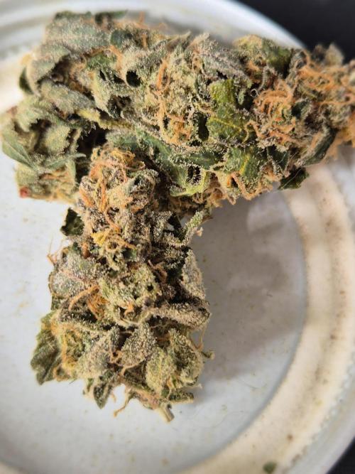 RDWC Cherry Bellini 1st photo grow. Week 16