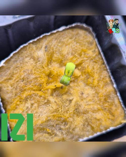 ( IZI Comp )Permanent Bluez RDWC. Week 0 - Sprouted 18/1/26