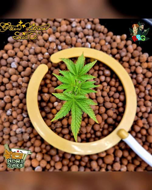 Nori cake ( RDWC ). Week 4 - Week 4 
Day 5 