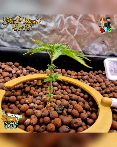 Nori cake ( RDWC ). Week 4 - Week 4
Day 5 