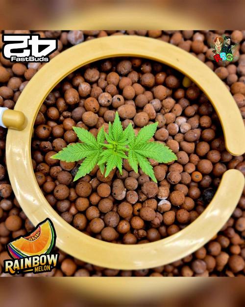 Rainbow Melon ( RDWC ). Week 4 - Week 4 
Day 5 