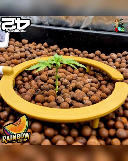 Rainbow Melon ( RDWC ). Week 4 - Week 4 
Day 5 