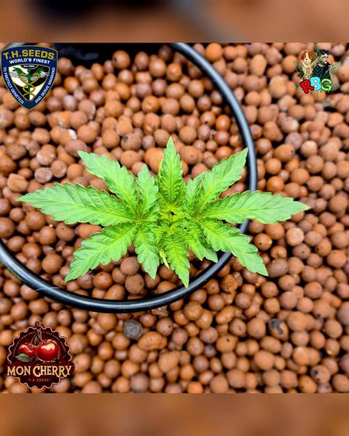 Mon Cherry ( DWC ). Week 4 - Week 4 
Day 6