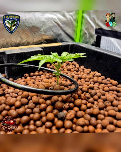 Mon Cherry ( DWC ). Week 4 - Week 4 
Day 5 