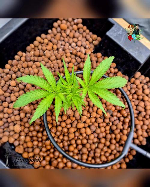 SundogZ (DWC). Week 4 - Week 4 
Day 5