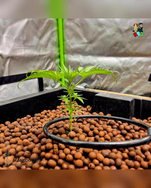 SundogZ (DWC). Week 4 - Week 4 
Day 5