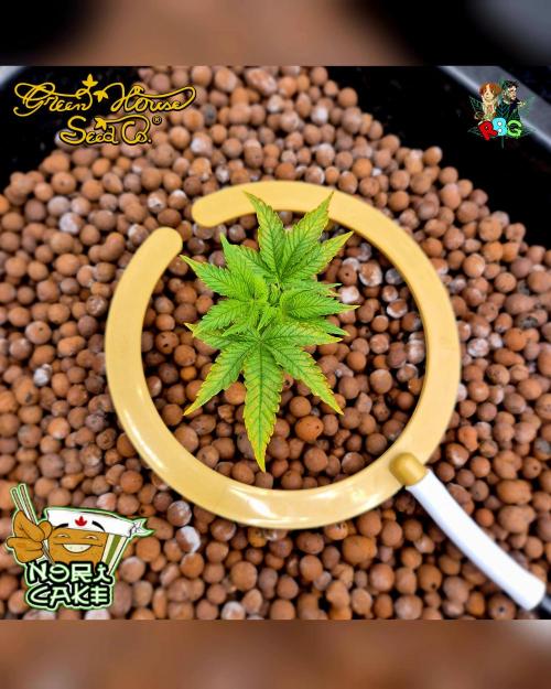 Nori cake ( RDWC ). Week 4 - Week 4 
Day 6 