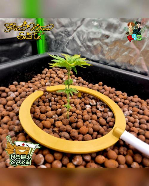 Nori cake ( RDWC ). Week 4 - Week 4 
Day 6