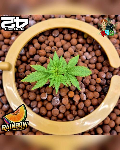 Rainbow Melon ( RDWC ). Week 4 - Week 4
Day 6