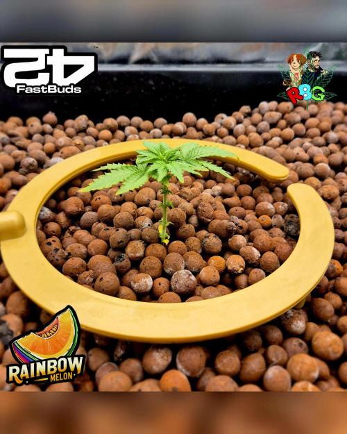 Rainbow Melon ( RDWC ). Week 4 - Week 4
Day 6 