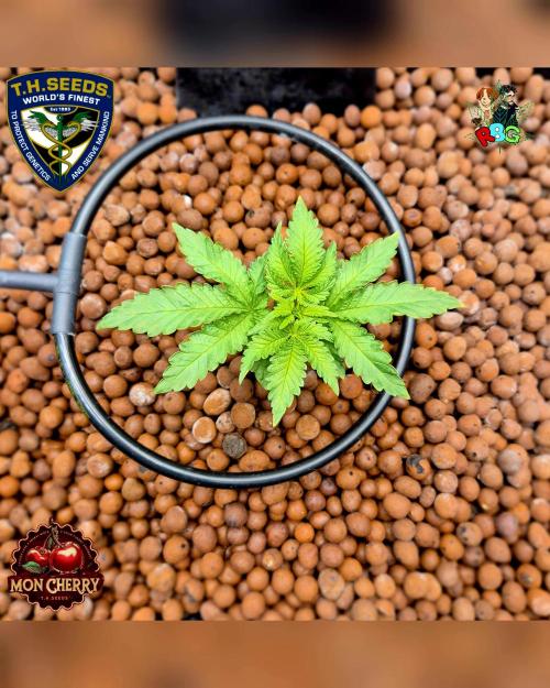 Mon Cherry ( DWC ). Week 4 - Week 4
Day 5