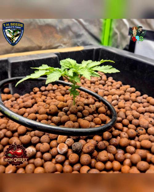 Mon Cherry ( DWC ). Week 4 - Week 4
Day 6