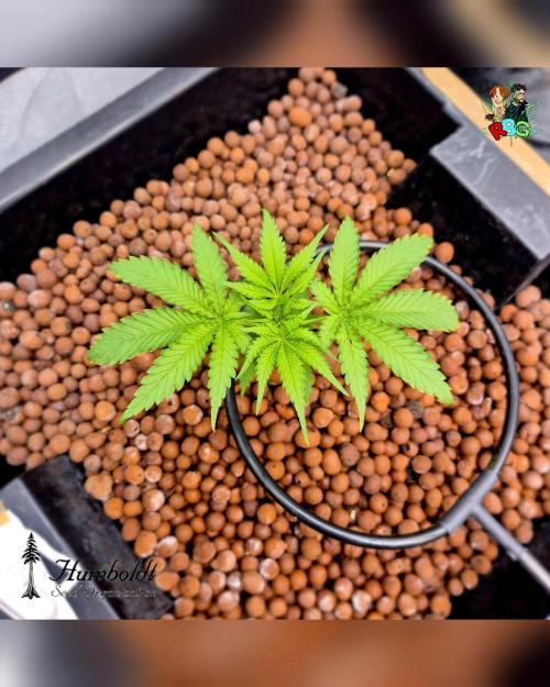 SundogZ (DWC). Week 4 - Week 4
Day 6