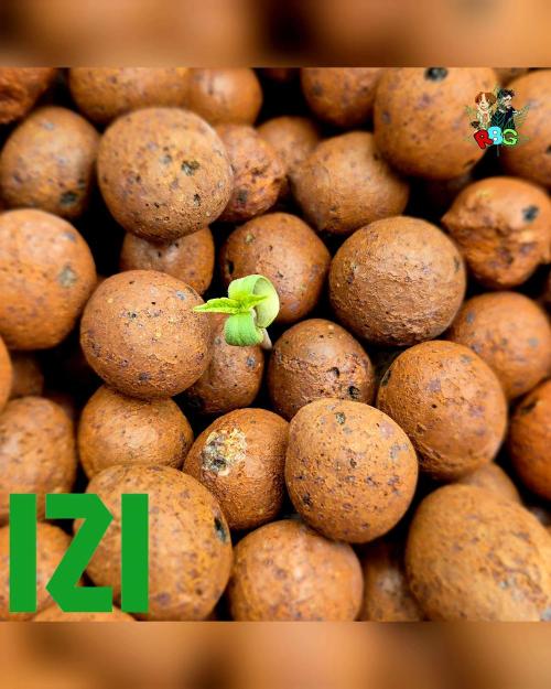 ( IZI Comp )Permanent Bluez RDWC. Week 0 - 19/1/26 