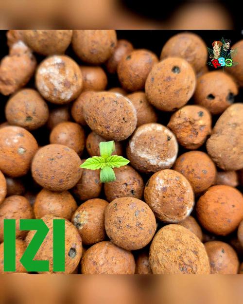 ( IZI Comp )Permanent Bluez RDWC. Week 0 - 20/1/26