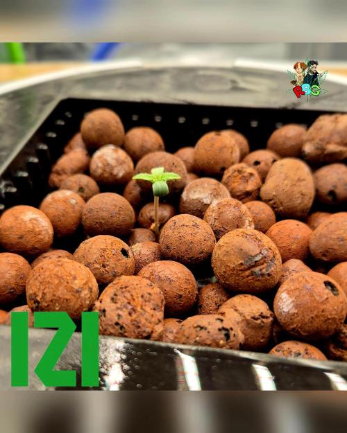 ( IZI Comp )Permanent Bluez RDWC. Week 0 - 20/1/26