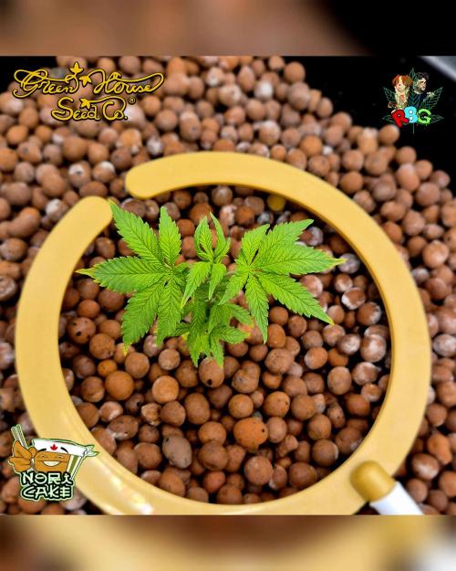 Nori cake ( RDWC ). Week 4 - Week 4 
Day 7