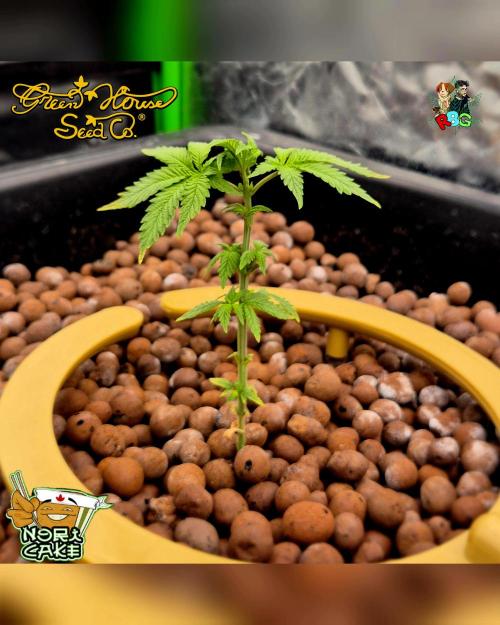 Nori cake ( RDWC ). Week 4 - Week 4 
Day 7