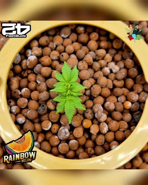 Rainbow Melon ( RDWC ). Week 4 - Week 4 
Day 7