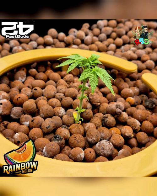 Rainbow Melon ( RDWC ). Week 4 - Week 4 
Day 7