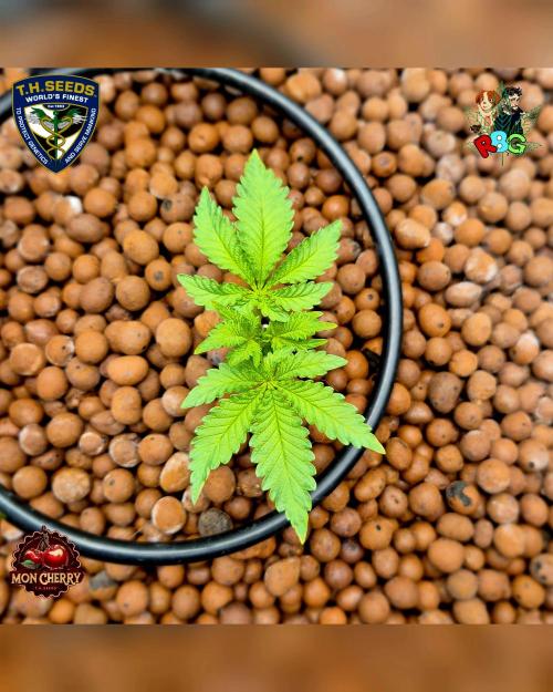 Mon Cherry ( DWC ). Week 4 - Week 4 
Day 7