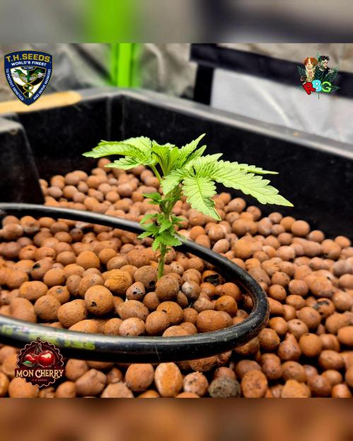 Mon Cherry ( DWC ). Week 4 - Week 4
Day 7