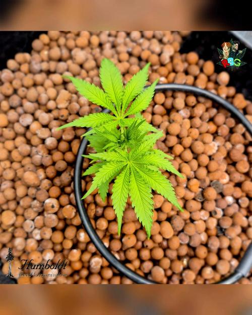 SundogZ (DWC). Week 4 - Week 4 
Day 7