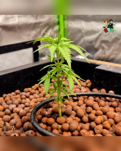 SundogZ (DWC). Week 4 - Week 4 
Day 7