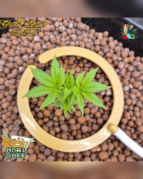 Nori cake ( RDWC ). Week 5