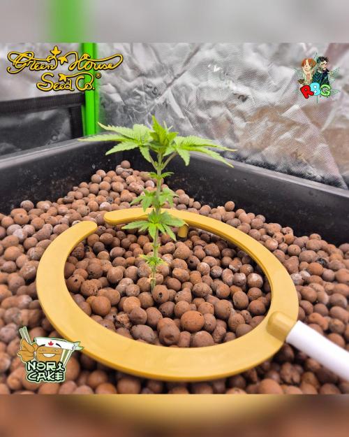 Nori cake ( RDWC ). Week 5