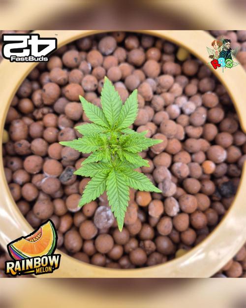 Rainbow Melon ( RDWC ). Week 5 - Week 5 
Day 1