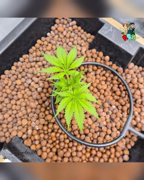 SundogZ (DWC). Week 5 - Week 5 
Day 1 