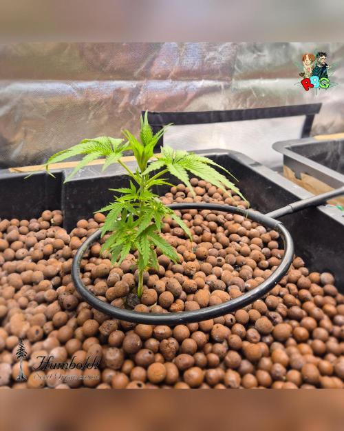 SundogZ (DWC). Week 5 - Week 5 
Day 1 