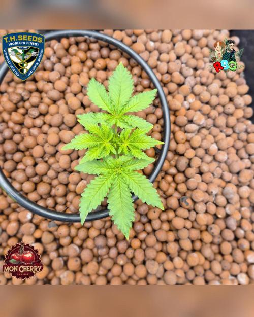 Mon Cherry ( DWC ). Week 5 - Week 5 
Day 1 