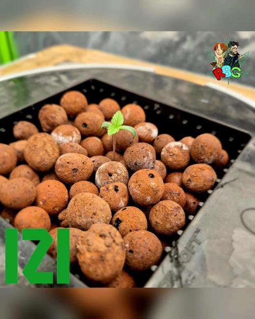 ( IZI Comp )Permanent Bluez RDWC. Week 0 - 21/1/26