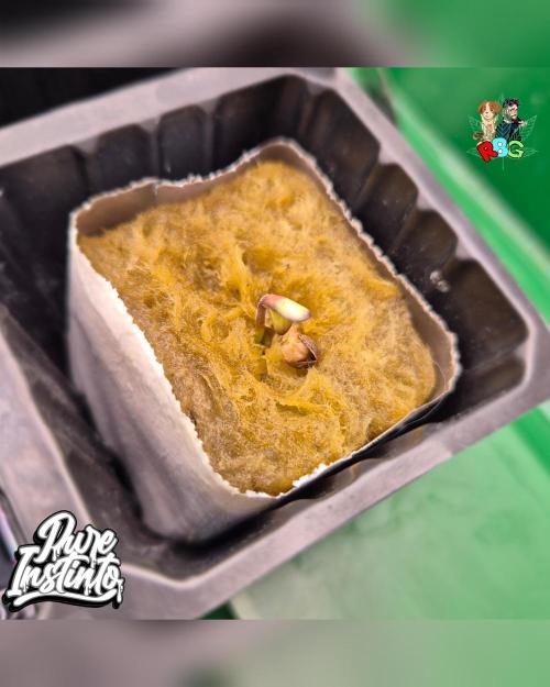 HB Dunkin'z ( RDWC ). Week 0 - Sprouted 23/1/26