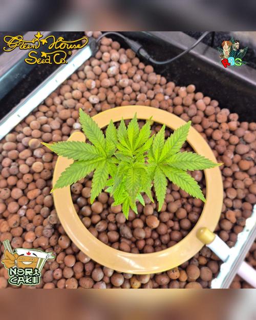 Nori cake ( RDWC ). Week 5 - Week 5 
Day 3