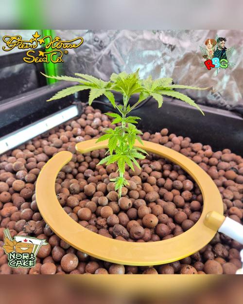 Nori cake ( RDWC ). Week 5 - Week 5 
Day 3