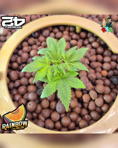 Rainbow Melon ( RDWC ). Week 5 - Week 5 
Day 3