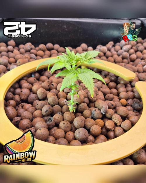 Rainbow Melon ( RDWC ). Week 5 - Week 5
Day 3 